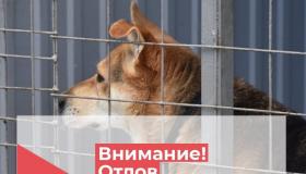 ВНИМАНИЕ! Отлов безнадзорных собак
