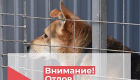 Отлов безнадзорных животных